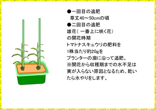 トウモロコシ栽培　プランター２.jpg