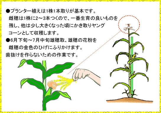 トウモロコシ栽培　プランター３.jpg