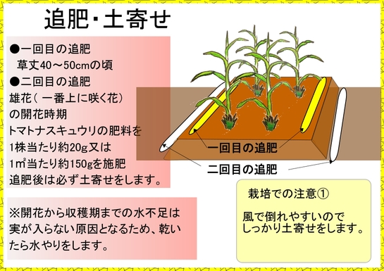 トウモロコシ栽培５.jpg
