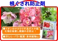 根腐れ防止材２　B6x4.jpg