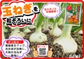 玉ねぎネギにんにくの肥料　2玉ねぎ　B6x4.jpg
