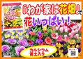 わが家は花畑 春　B6x4.jpg