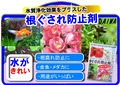根腐れ防止材　B6x4.jpg