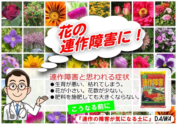 連作の障害が気になる土に　2020 花.jpg