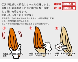 ヘチマたわしを作ろう！