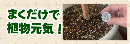 植物シャキッと　観葉植物.jpg