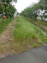 草刈１.JPG