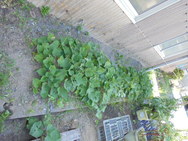DSC00225.JPG