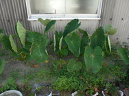 DSC00229.JPG