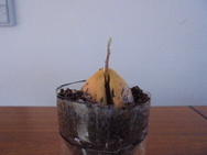 DSC00250.JPG