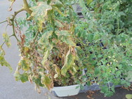 DSC00286.JPG