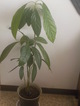 DSCN0031.JPG