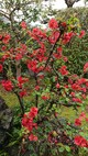 ボケの花