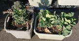 ブロッコリー2018、3、13.JPG