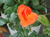 DSC00474.JPG