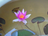 DSC00495.JPG