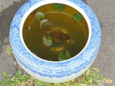 DSC00525.JPG