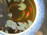 DSC00586.JPG