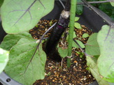 DSC00664.JPG