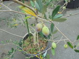 DSC00753.JPG