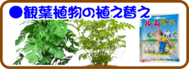 ４月の園芸作業  観葉植物の植え替え追肥.png