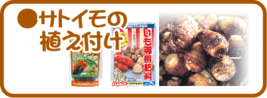 ４月の園芸作業　サトイモの植え付け.png