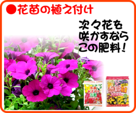 ４月の園芸作業  花苗の植え付け.png