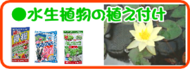5水生植物の植え付け.png