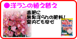 5月の園芸作業  洋ランの植え替え.png