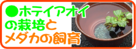 ホテイアオイの栽培とメダカの飼育.png