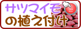 植え付け　サツマイモ.png