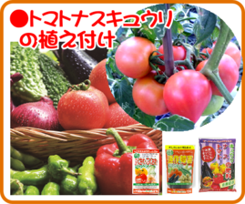 5月の園芸作業  トマトナスキュウリの植え付け.png