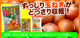 ずっしり玉ねぎがどっさり収穫３.png