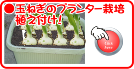 玉ねぎのプランター栽培.png