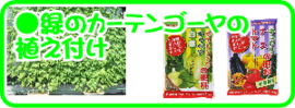 ６月の園芸作業　緑のカーテン.png