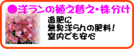 ６月の園芸作業洋らん植え替え.png