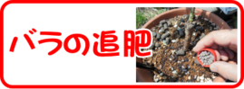 ７月の園芸作業バラの追肥.png