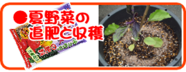 ６月の園芸作業　夏野菜の追肥と収穫.png