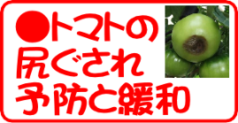 ６月の園芸作業 尻ぐされ予防と.png