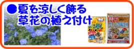 ６月の園芸作業 夏を涼しく飾る草花.png