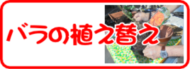 ７月の園芸作業　バラの植え替え.png