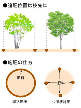 庭の追肥.png
