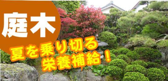 庭木に夏を乗り切る栄養補給.png