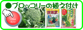１１月　白菜ブロッコリーの植え付け.png