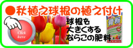 １１月球根の植え付け.png
