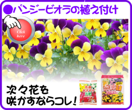 １１月　パンジーの植え付け.png