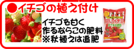 3月の園芸作業　イチゴの追肥と植え付け.png