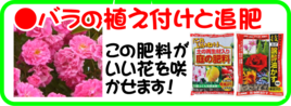 3月の園芸作業　バラの植え付け追肥.png