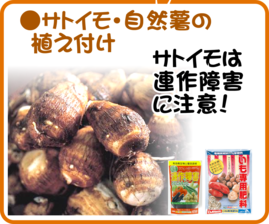 3月の園芸作業　サトイモ.png