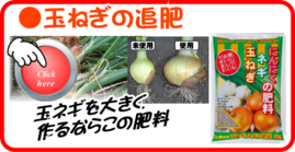 ２月の玉ねぎの追肥.png